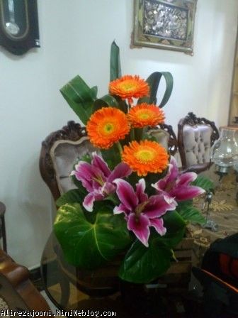 هدیه خاله دکتر