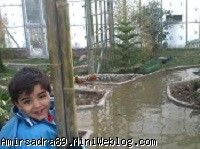 استوا