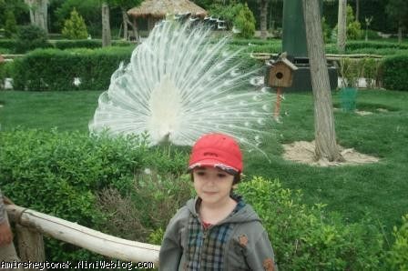 امیر در باغ پرندگان اصفهان