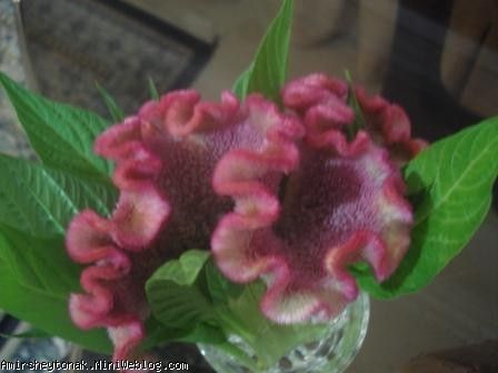 هدیه یک شاخه گل به مامان