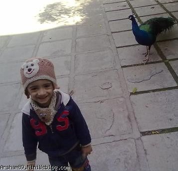 عسل و طاووس
