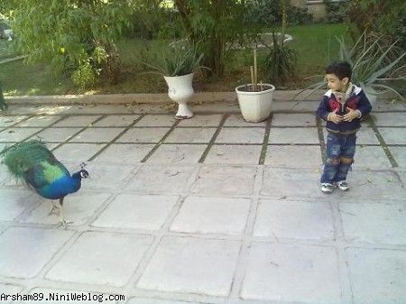 عسل و طاووس عسل و طاووس