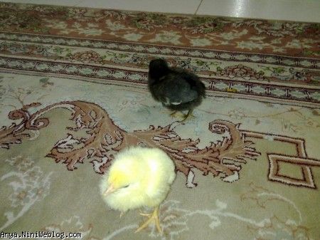 جوجه