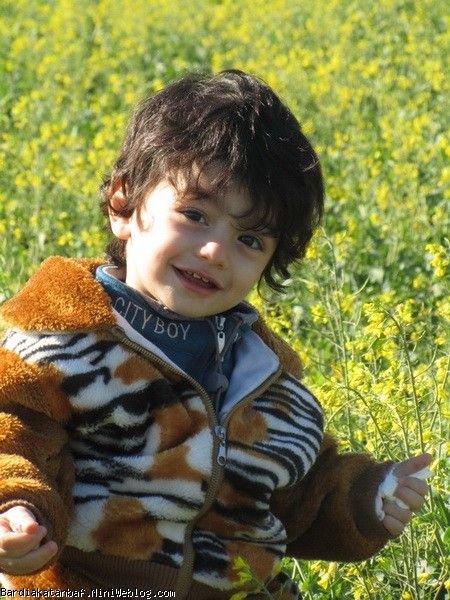 بردیا