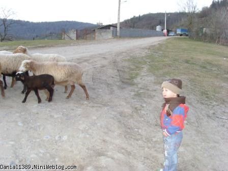 دانیال  سفر فیروزکوه  با گوسفندها