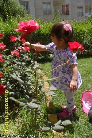 گل چینی