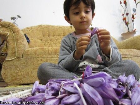 در حال پر کردن گل زعفرانم گلچینی از عکسهای من تا چهار سالگی
