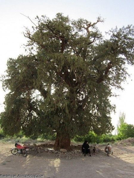 مولید زیرکوه درخت کهنسال گلچینی از عکسهای من تا چهار سالگی