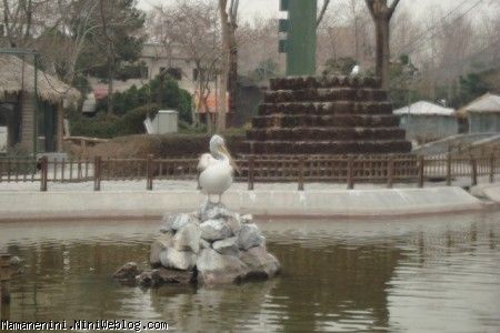 باغ پرندگان13