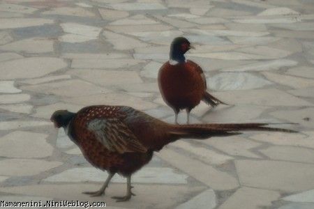 باغ پرندگان14
