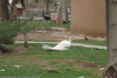 پرندگان6