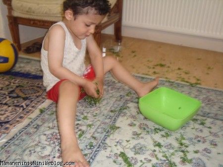 سبزی