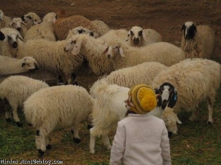 پرنا ببعی