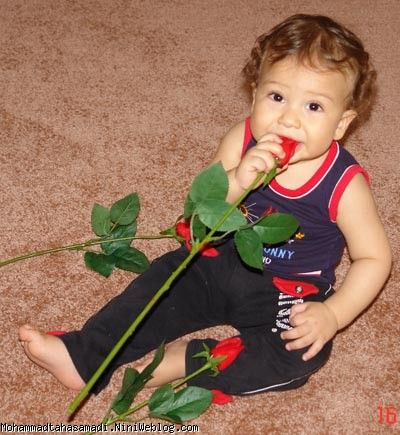 http://www.niniweblog.com/upl/mohammadtahasamadi/13757936148.jpg