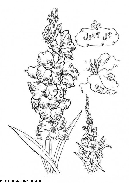 رنگ آمیزی گل گلایل