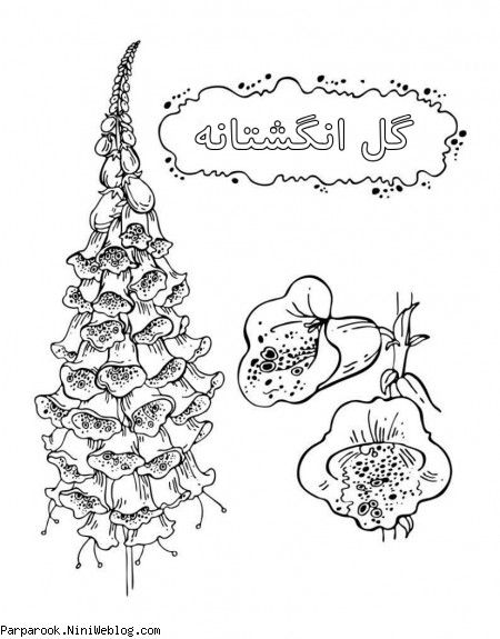 رنگ آمیزی گل انگشتانه