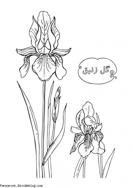 رنگ آمیزی گل زنبق