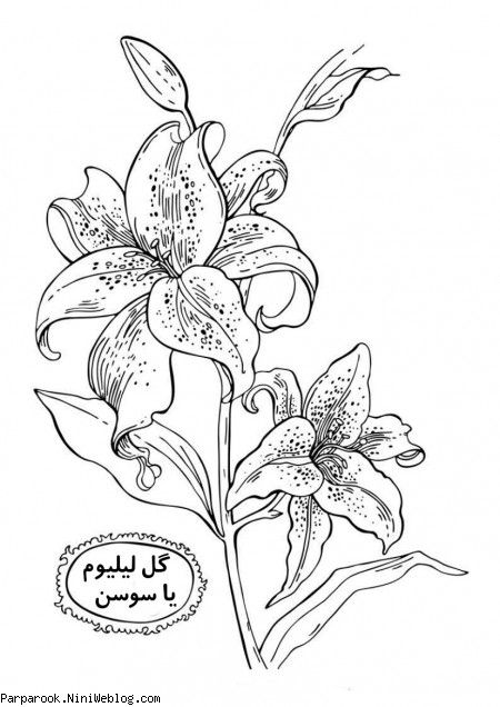 رنگ آمیزی گل لیلیوم سوسن