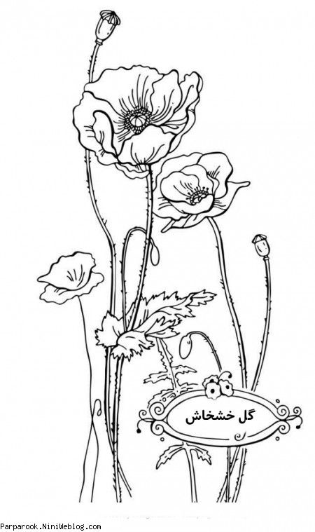 رنگ آمیزی گل خشخاش