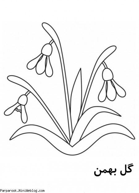 رنگ آمیزی گل بهمن