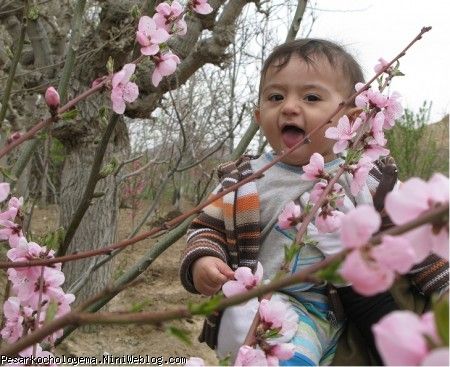 پسر گلم میون شکوفه های بهاری