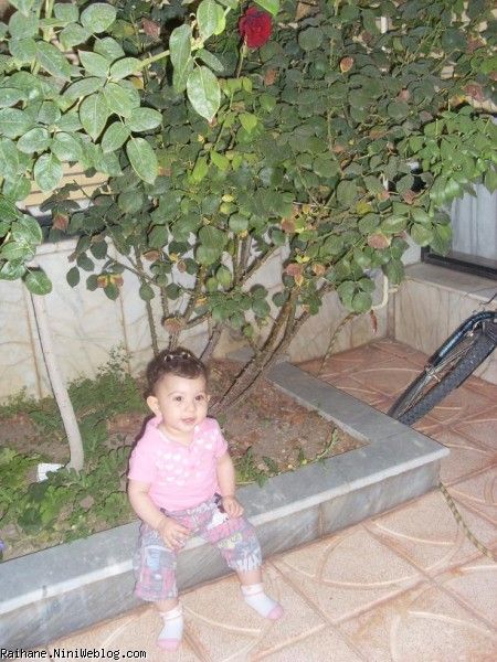 ریحان عسلی