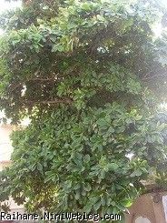 درخت لوز