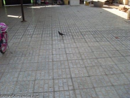جوجویحیاط خونمون