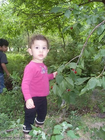 ریحان عسلی