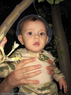محمد صدرا روی درخت محمد صدرا روی درخت