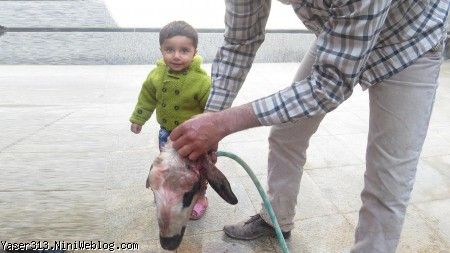ض ض