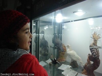 نیکا در موزه