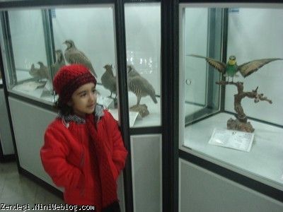 نیکا در موزه