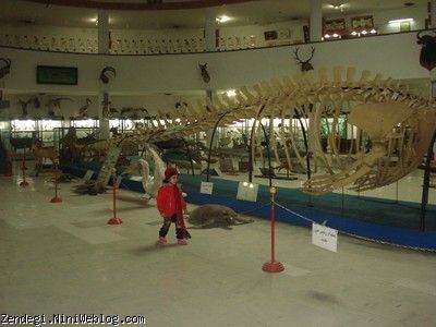 نیکا در موزه