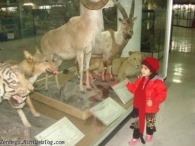 نیکا در موزه